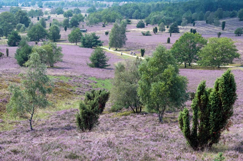 Naturpark Lüneburger Heide