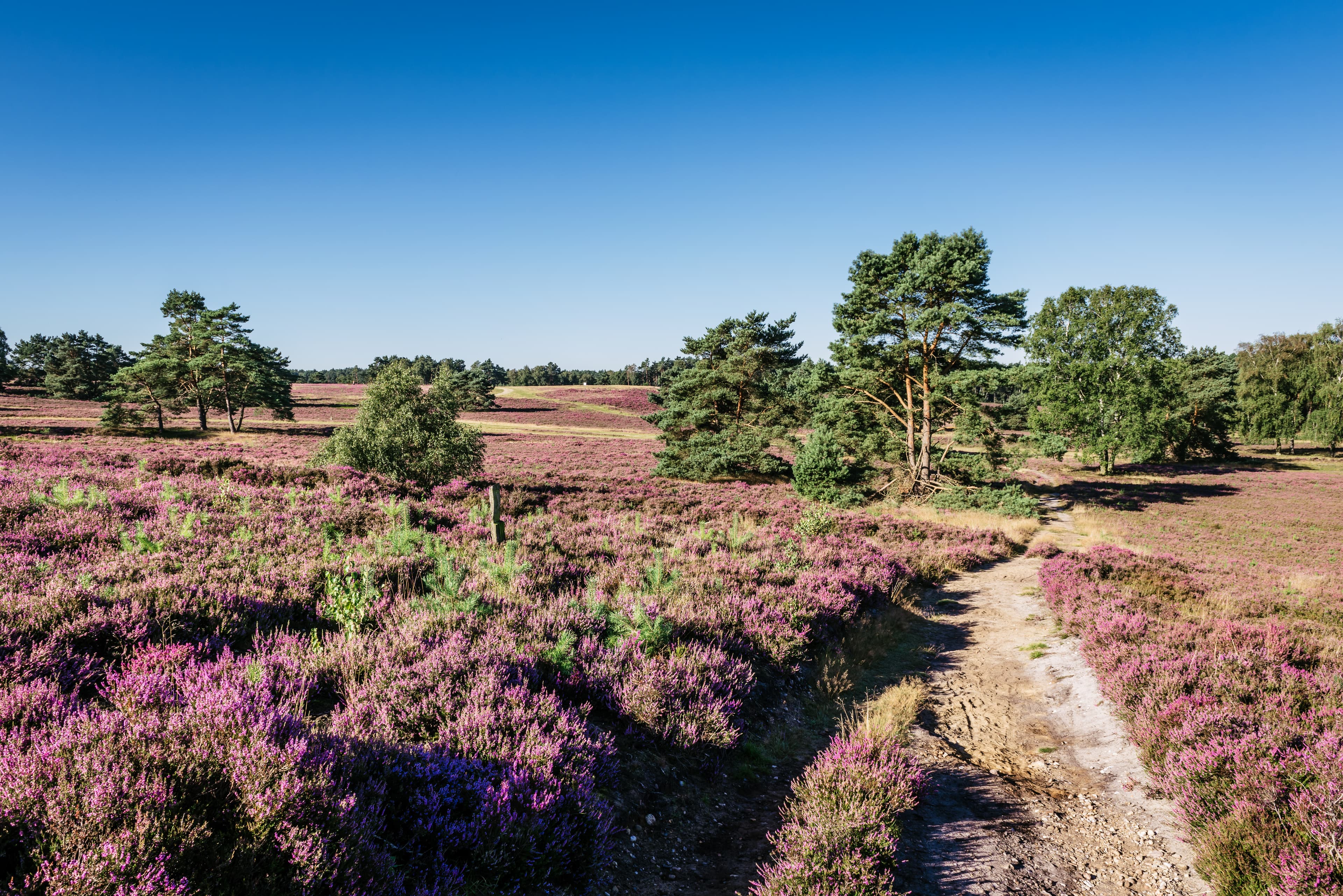 Hamburg-Fischbek, Fischbeker Heide, Heideblüte