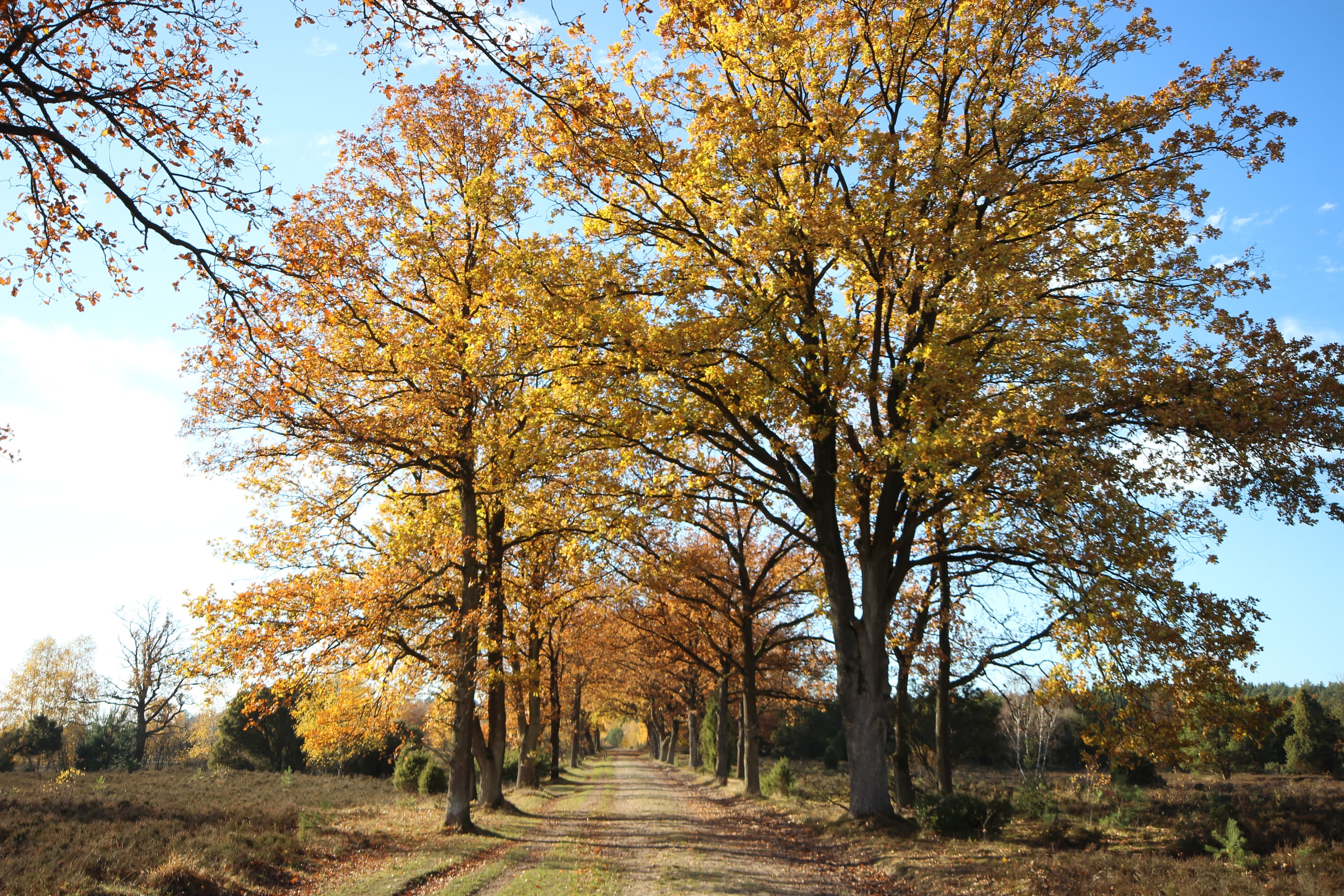 Egestorf, Sudermühler Heide, Herbst