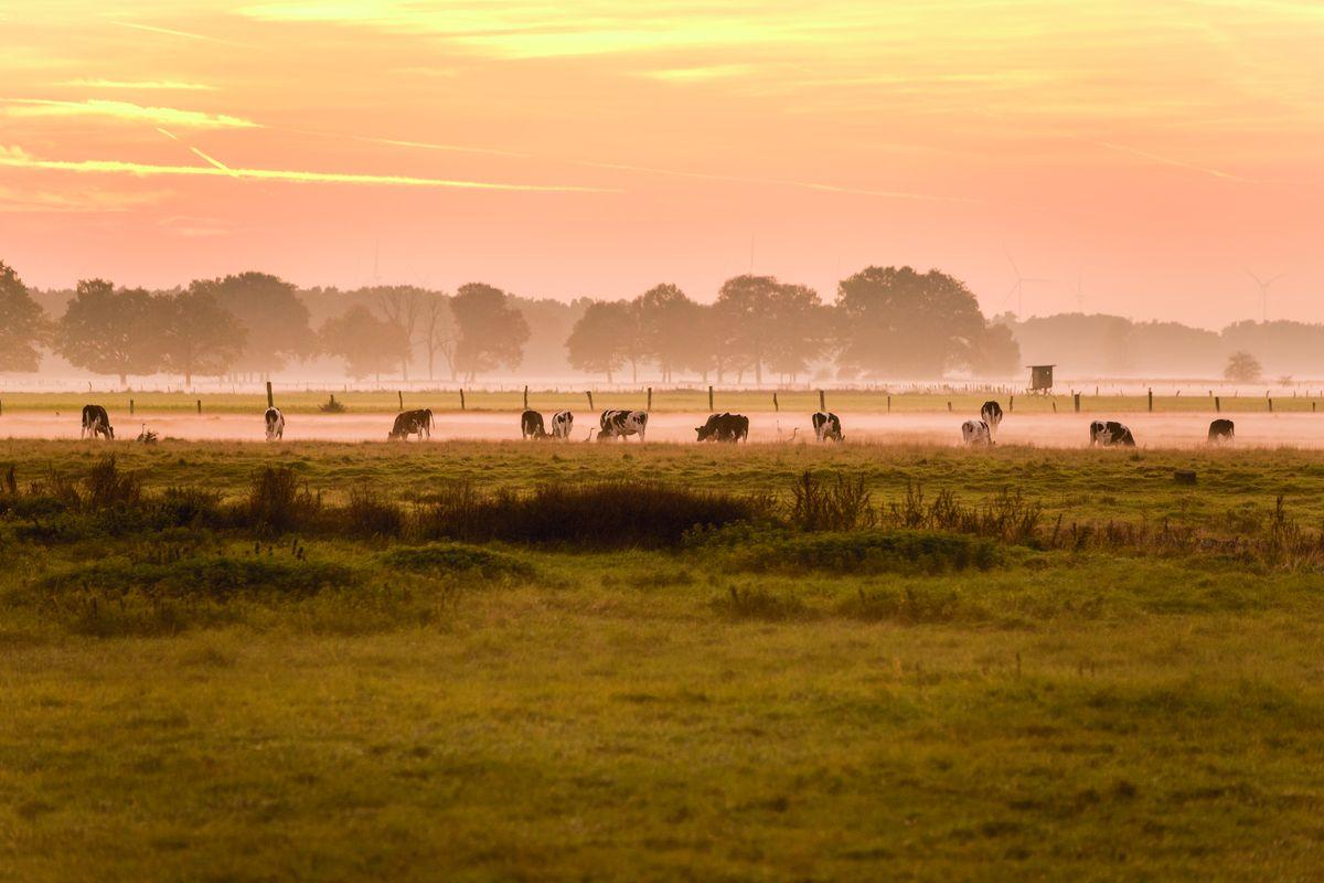 Eschede Nature Park Suedheide: Cows in Half-Mourning (day tours)