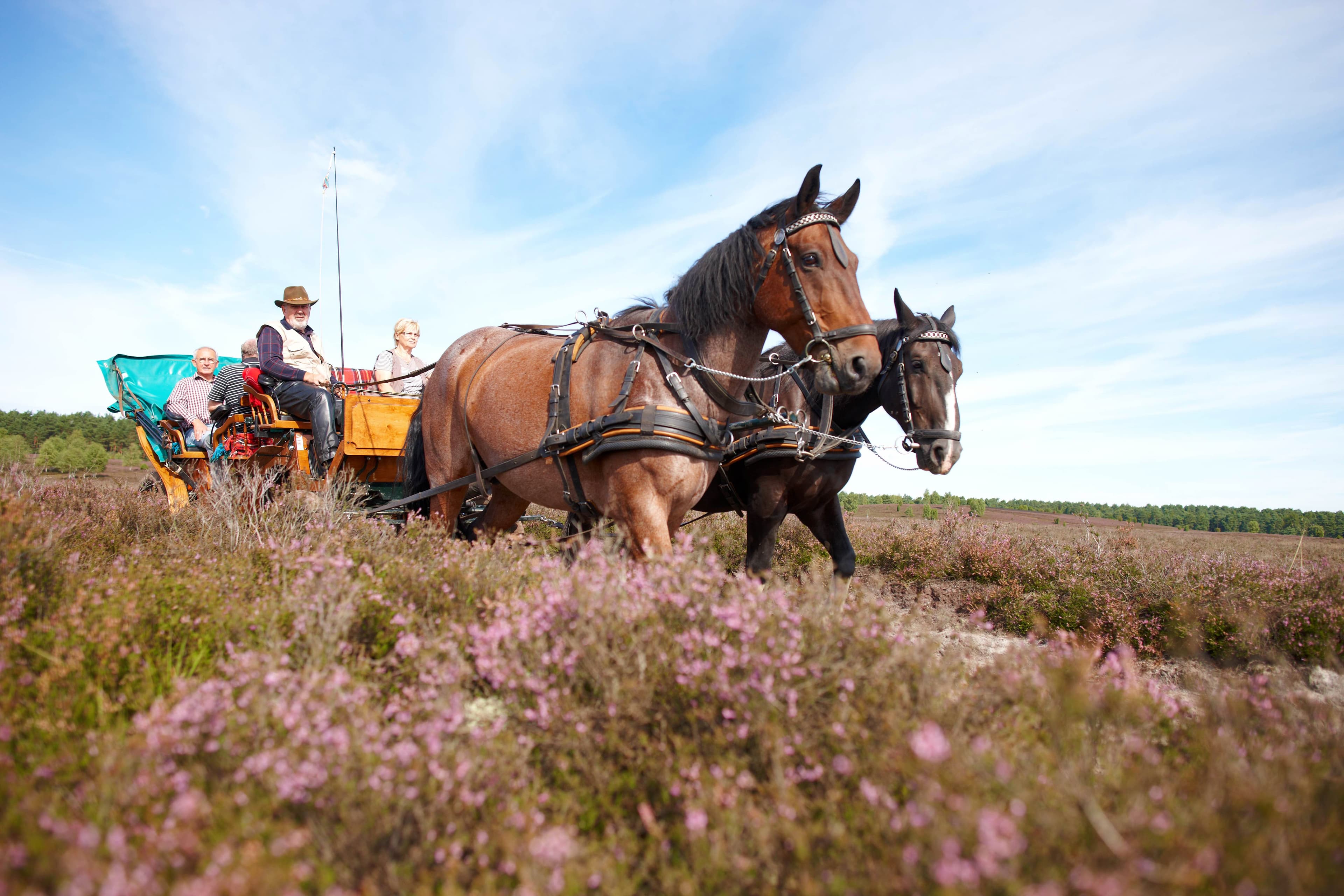 Kutschfahrt durch die Lüneburger Heide