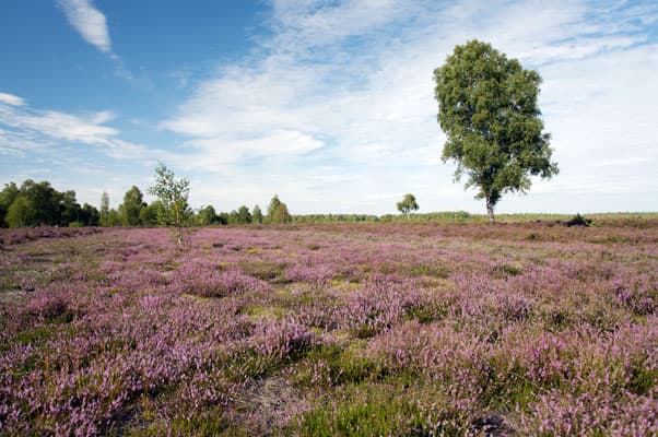 Naturpark_Lueneburger_Heide