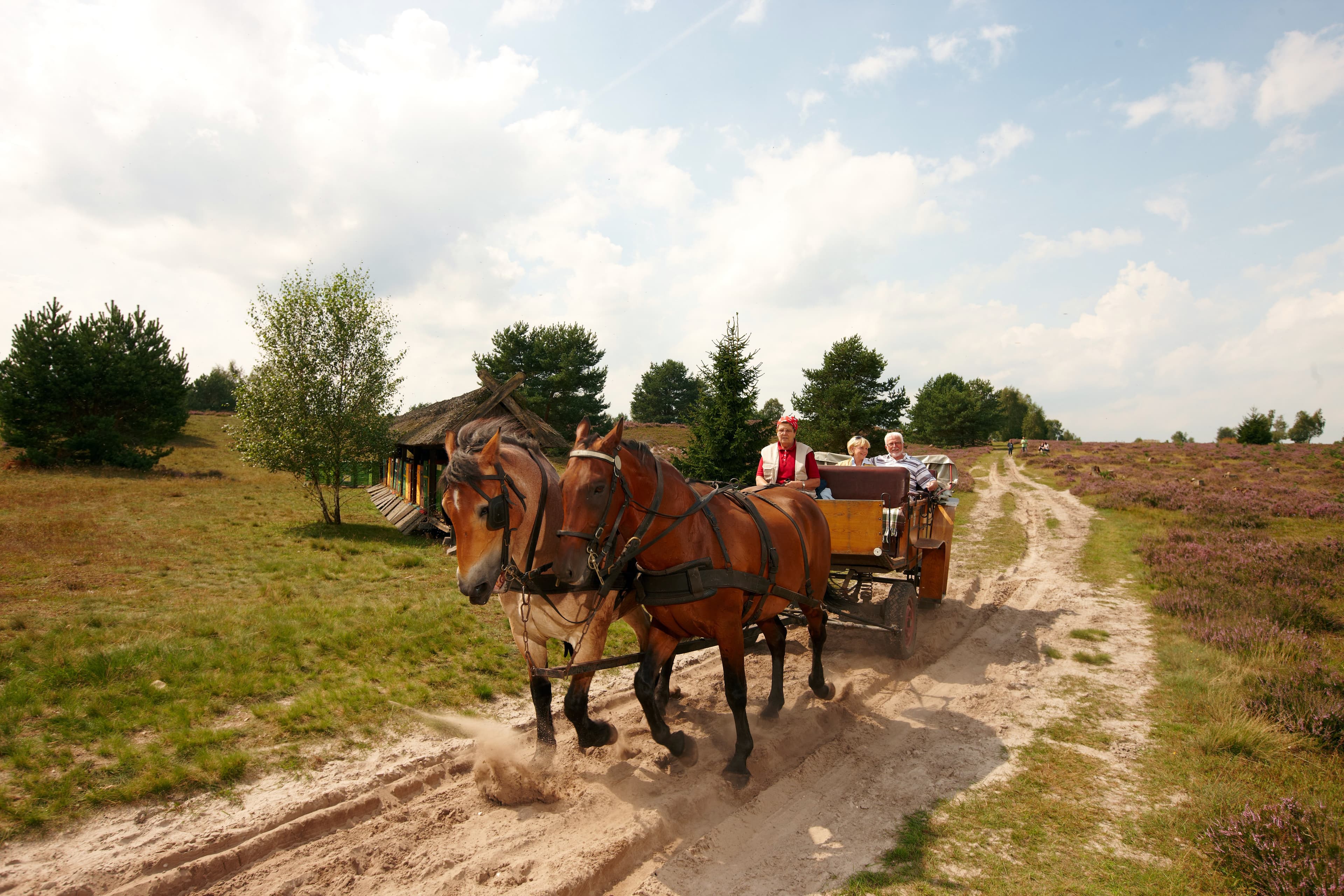 Kutsche Lueneburger Heide