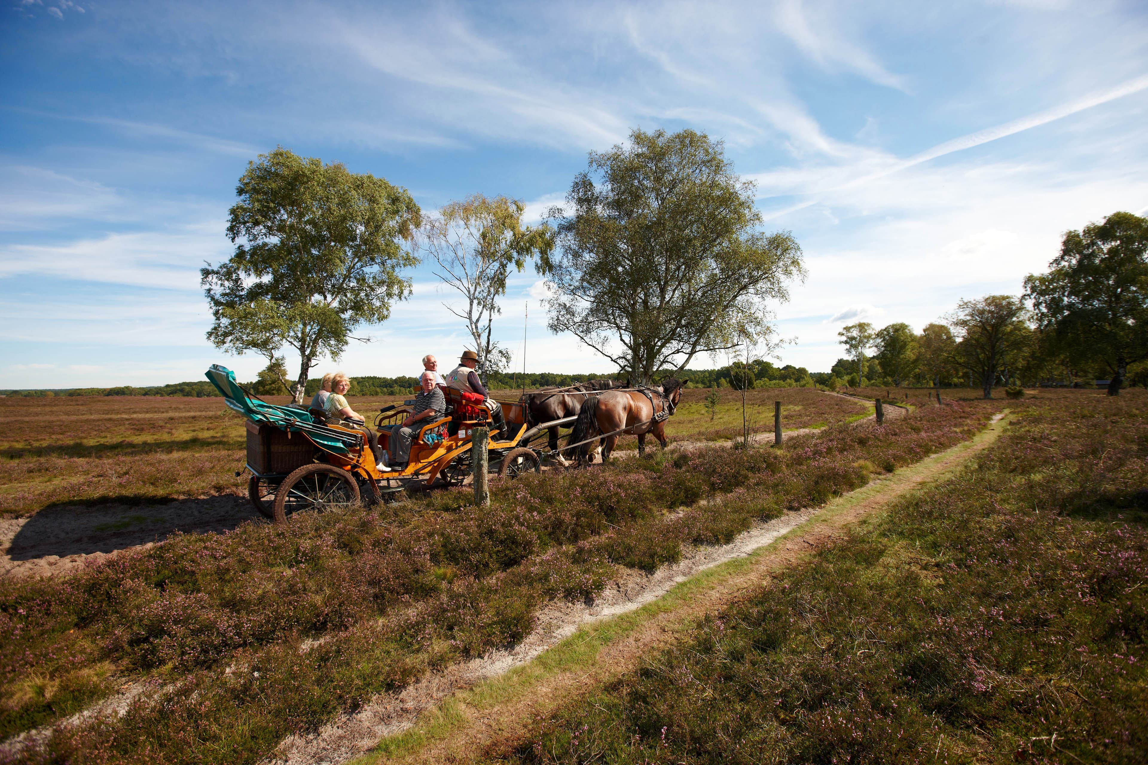 5891 - Kutsche Lüneburger Heide