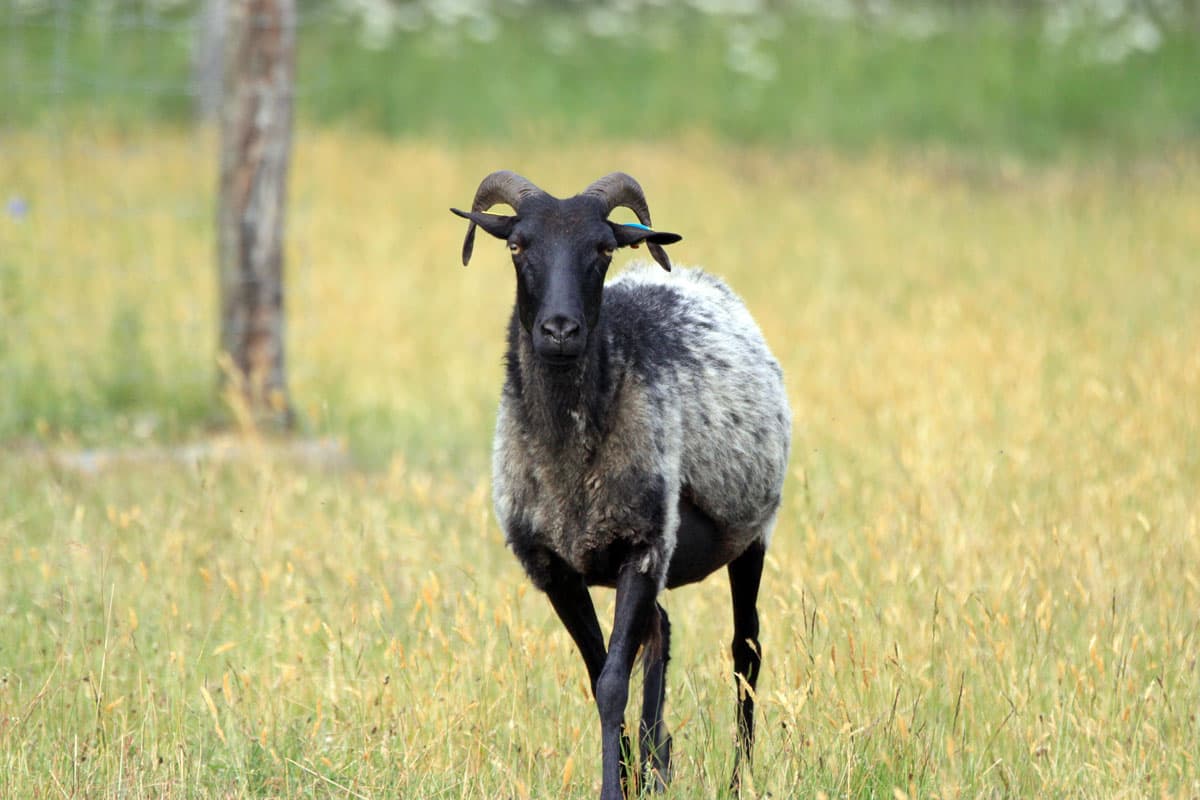 Heidschnucken in der Lüneburger Heide