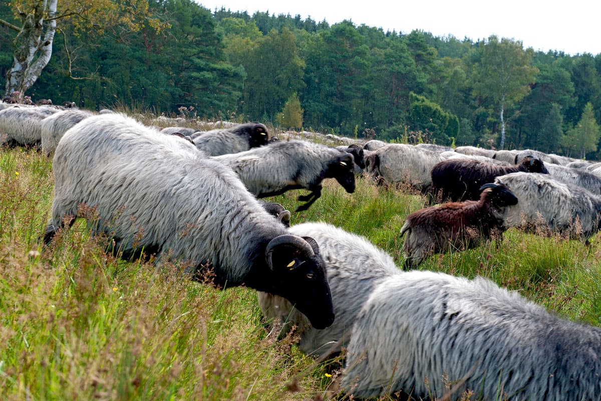 Heidschnucken in der Lüneburger Heide