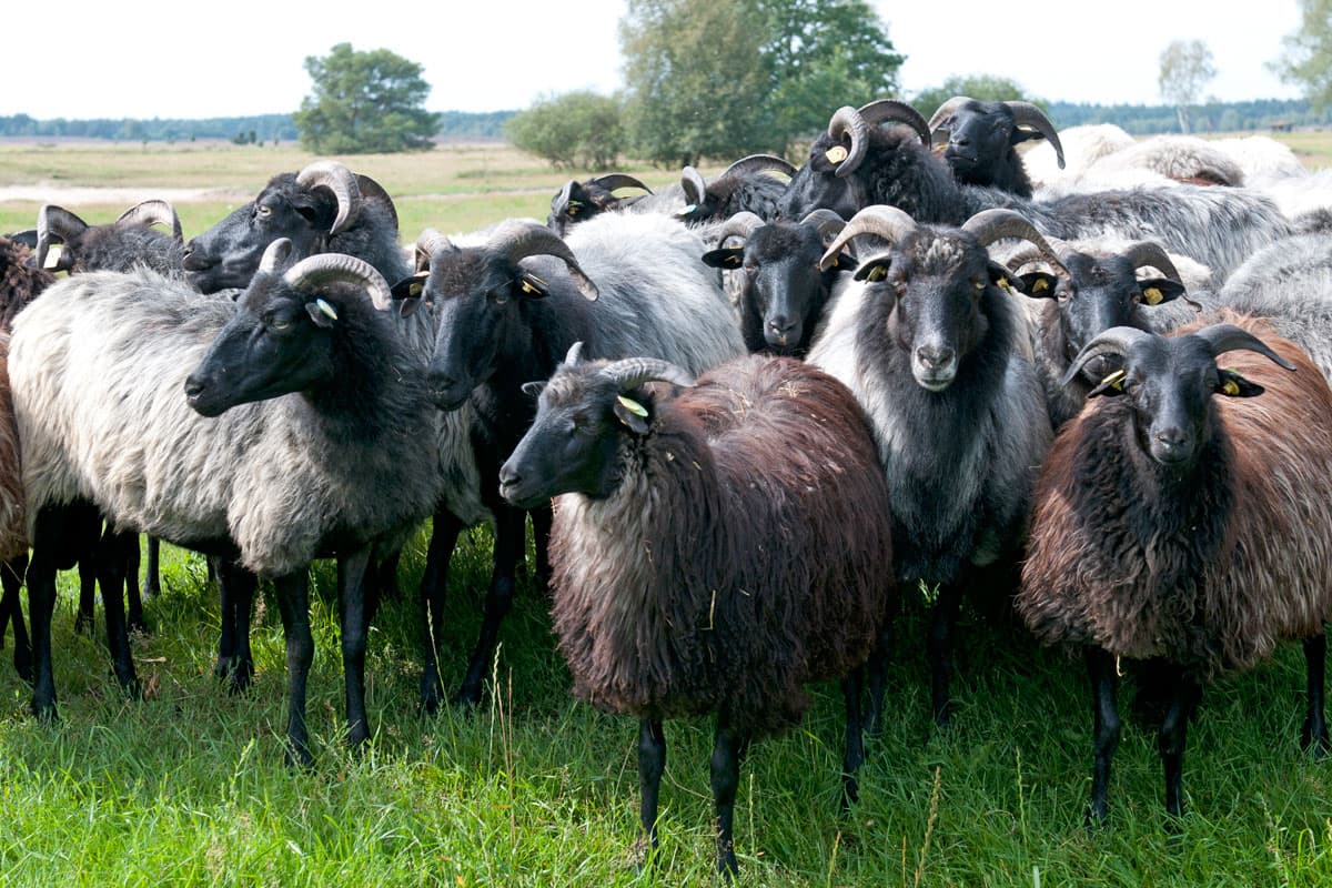 Heidschnucken in der Lüneburger Heide