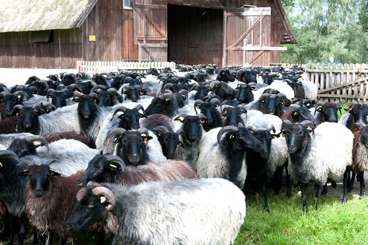 Heidschnucken in der Lüneburger Heide