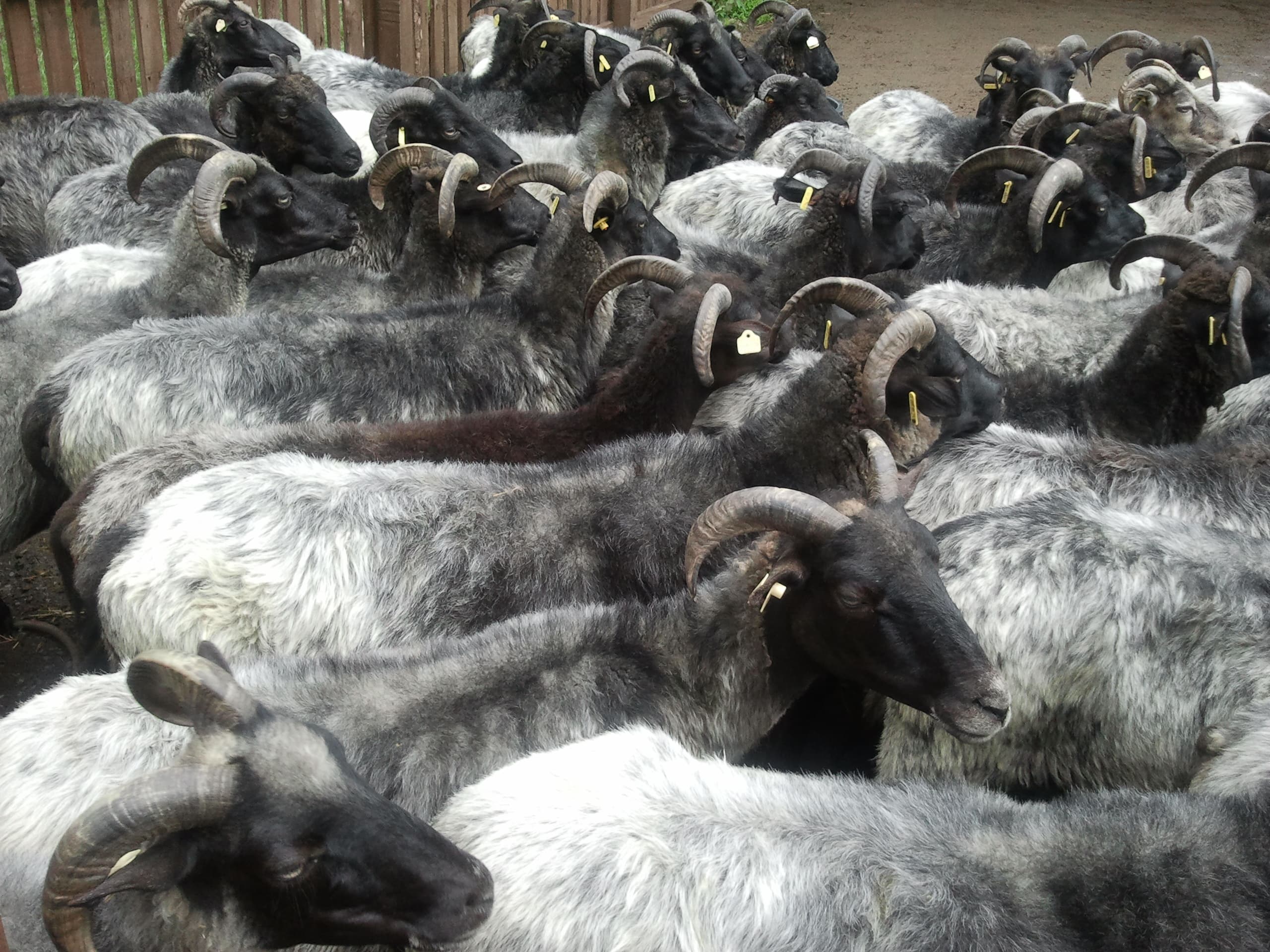 Heidschnucken in Schneverdingen