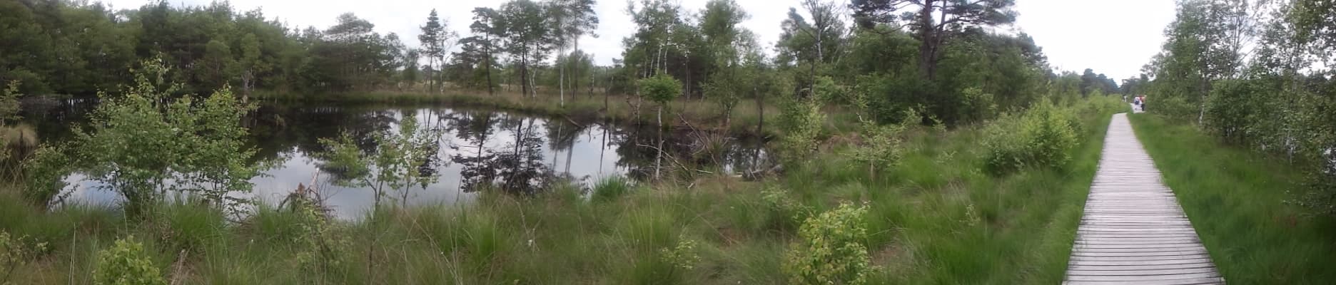Schneverdingen Moor
