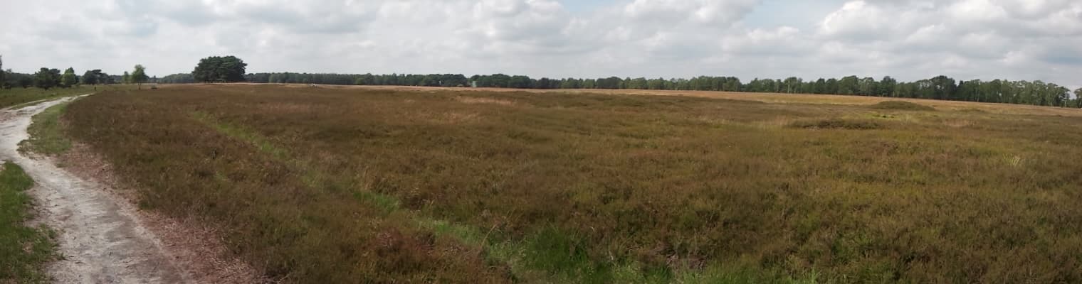 Schneverdingen Weg
