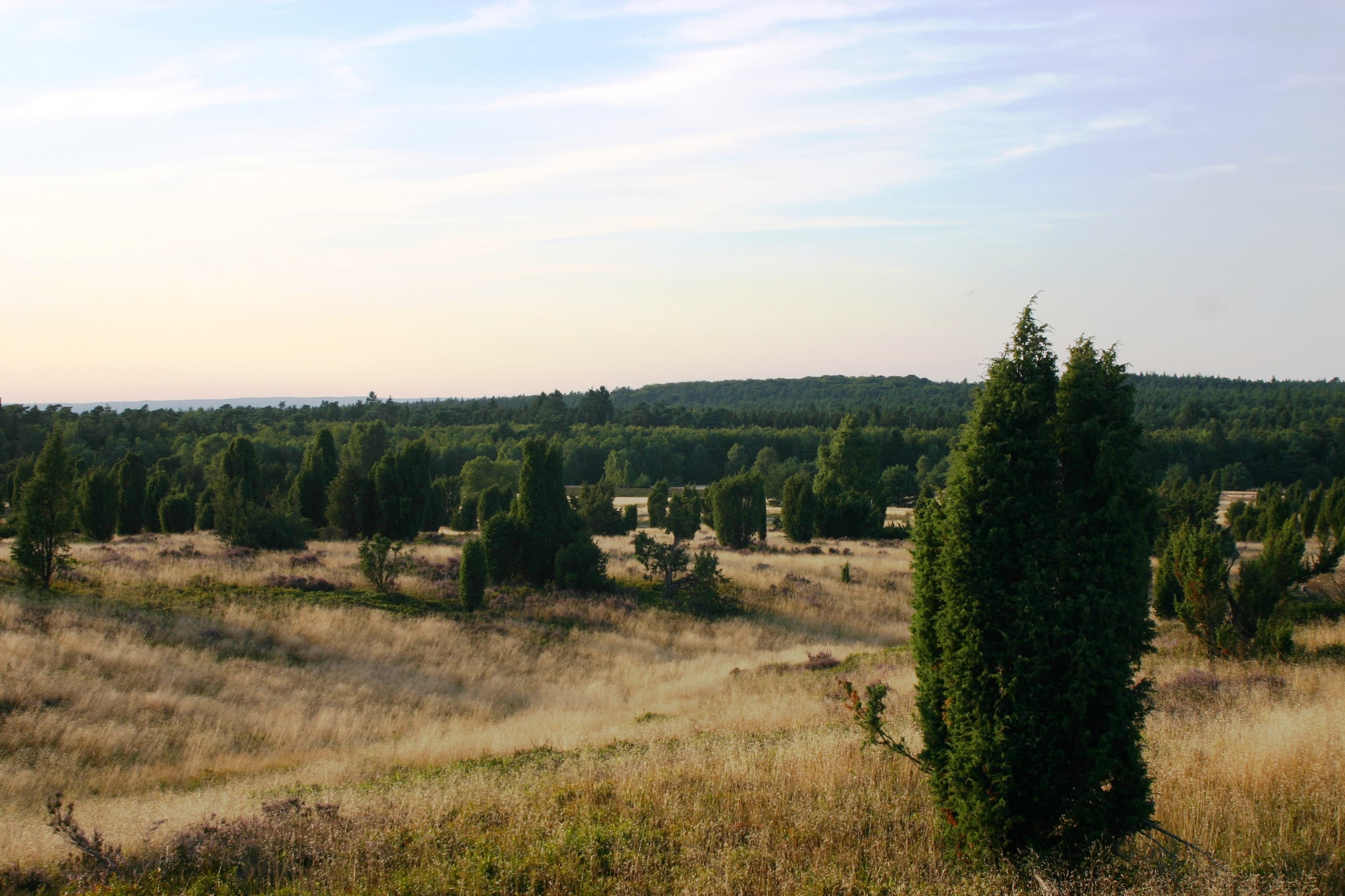 Wanderung auf den Wilseder Berg 2