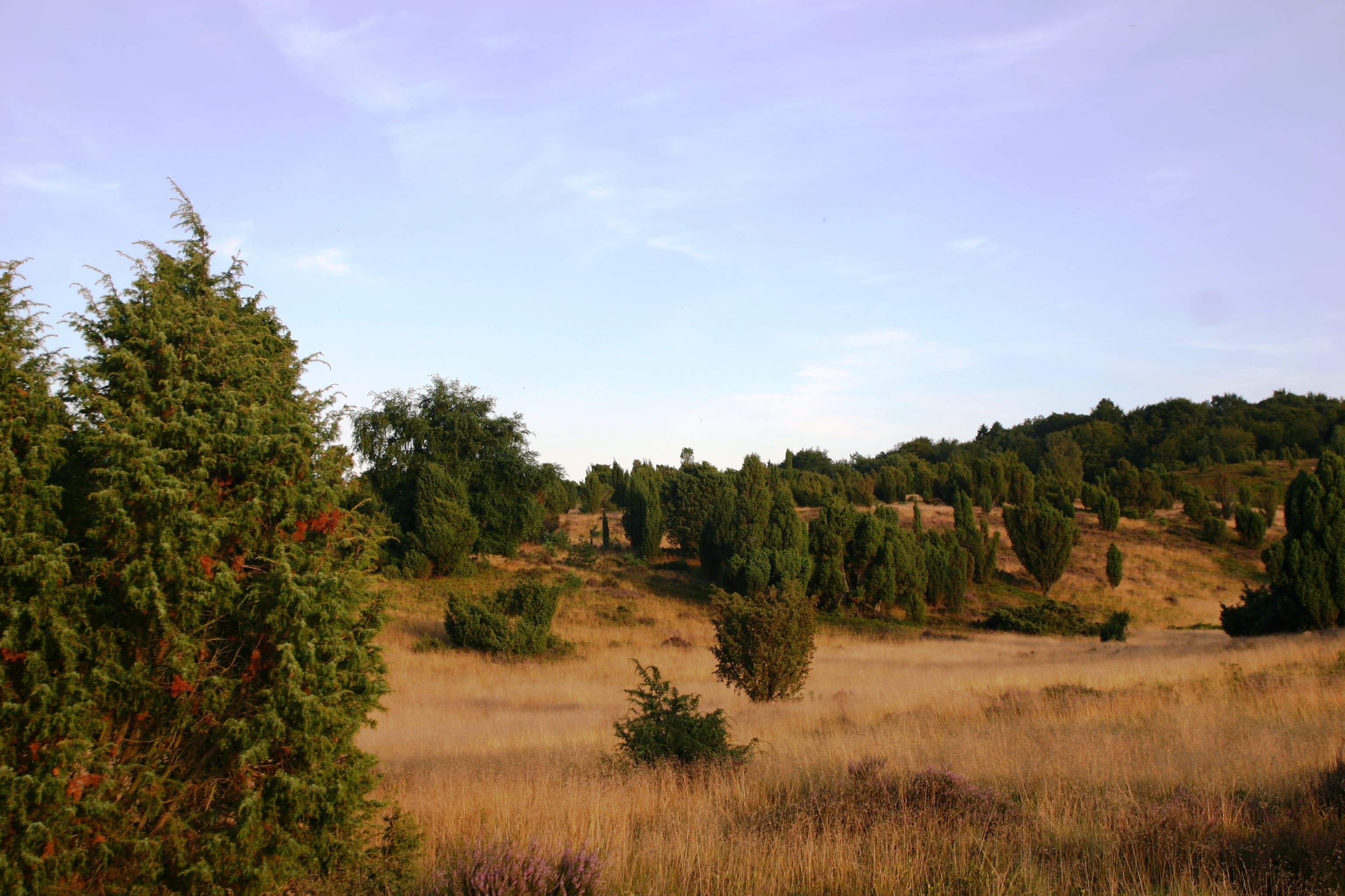 Wanderung auf den Wilseder Berg 1