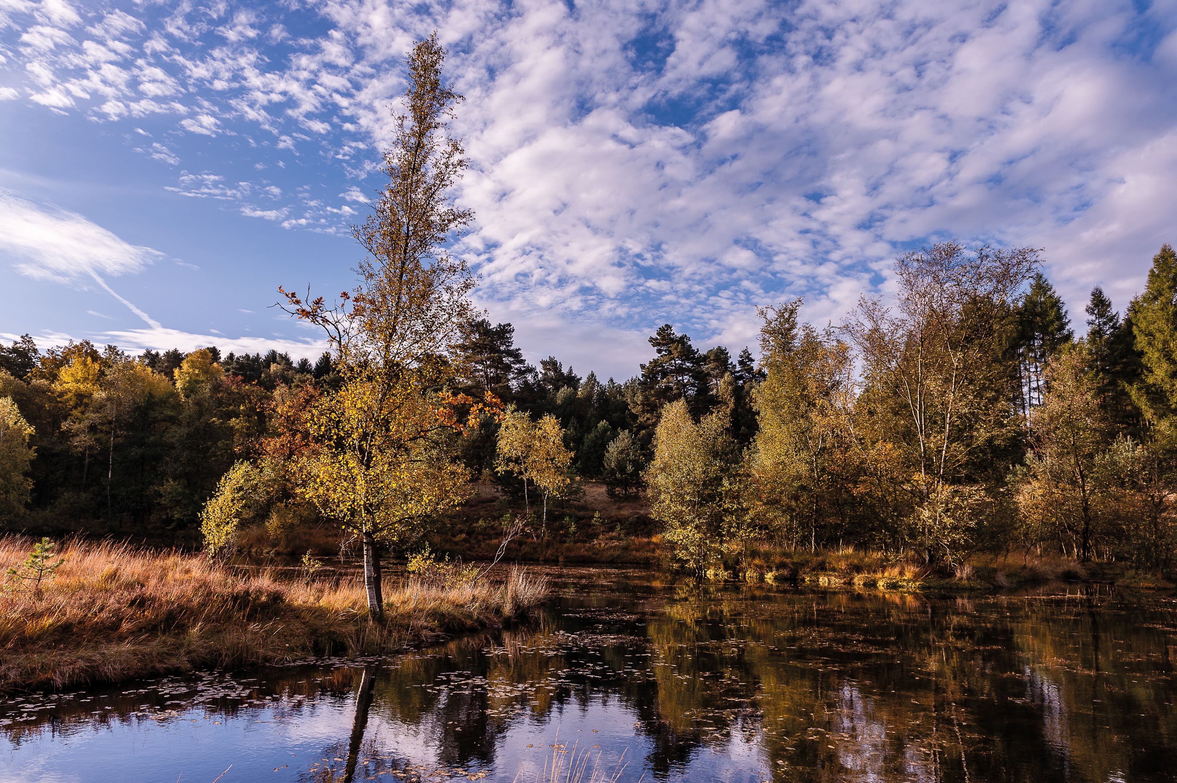 Pastorenteiche in der Weseler Heide