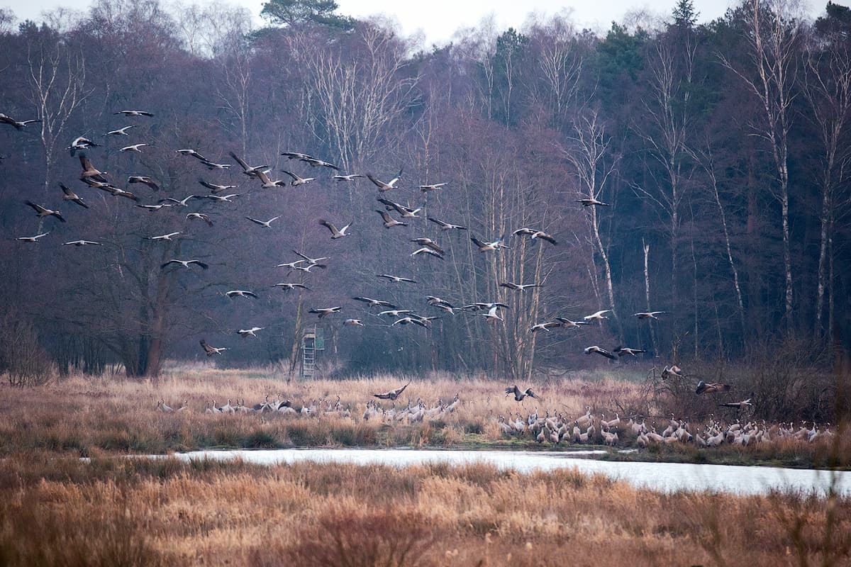 Kraniche im Postmoor