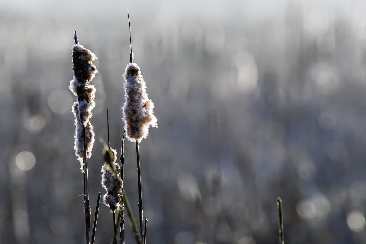 Schilfrohr im Postmoor