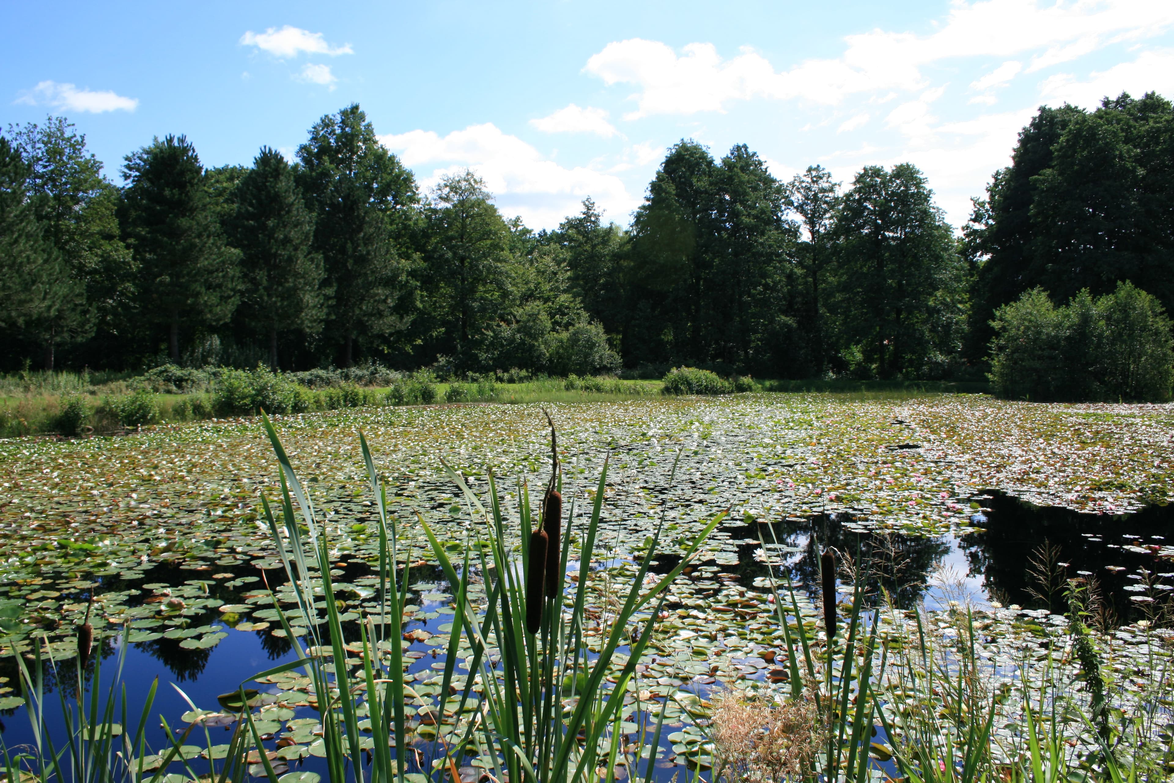 Aschauteich bei Eschede