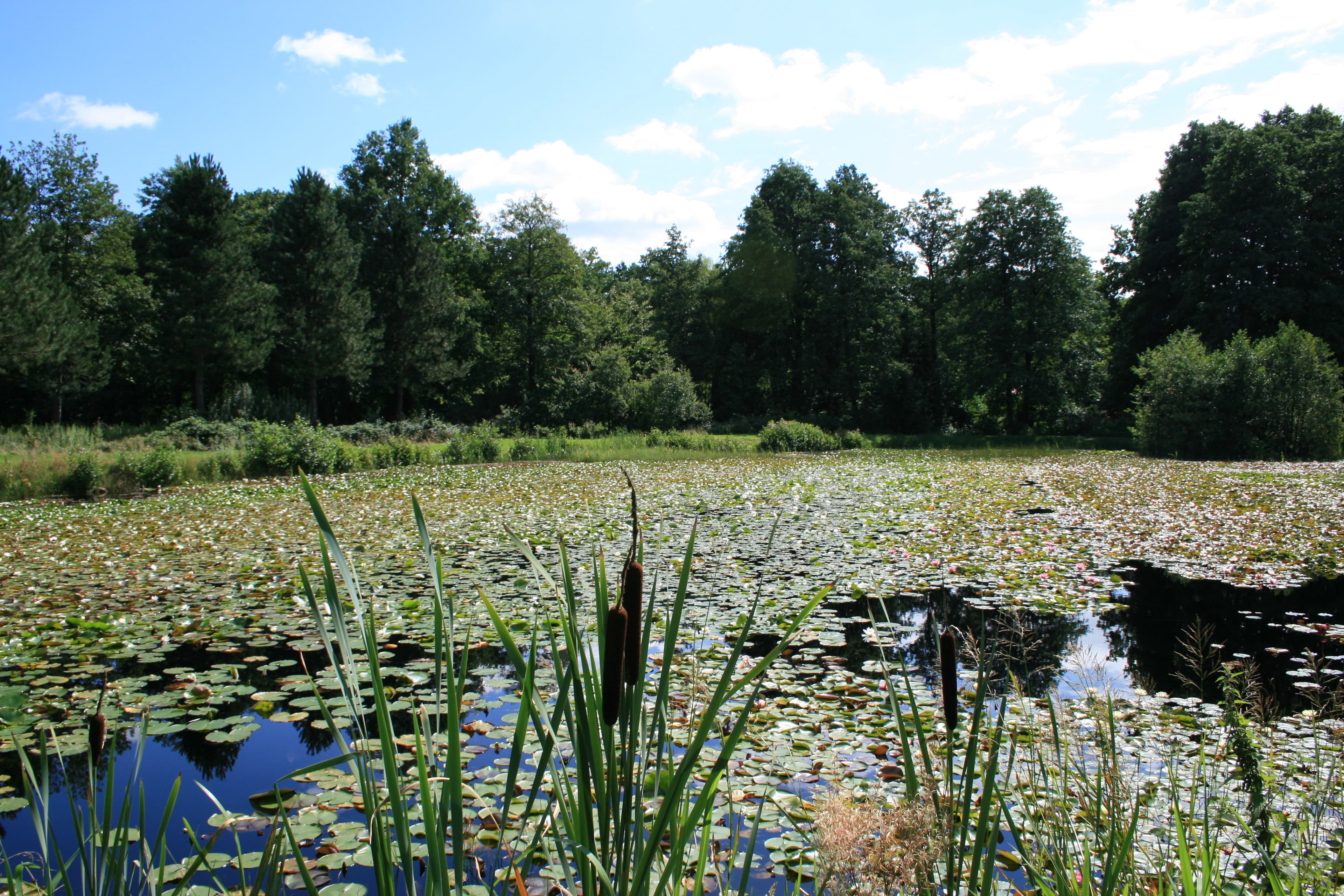 Seerosen Aschauteiche 