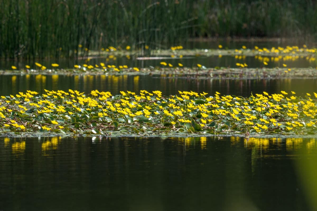 Seerosenteich, Aschauteiche bei Eschede