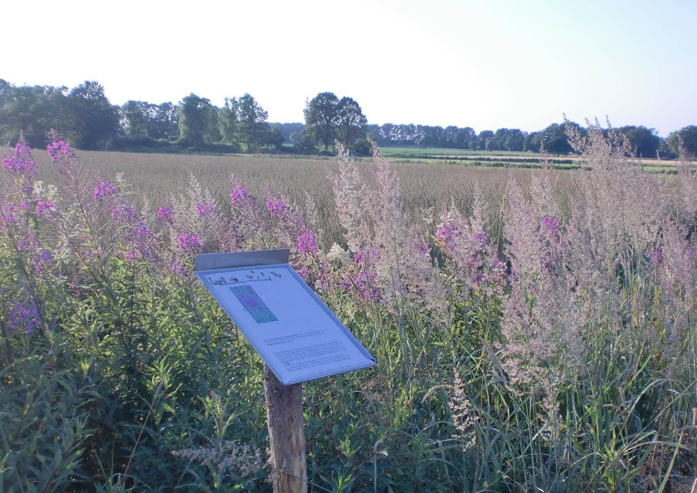 Wiese am Naturlehrpfad Sülze Bergen