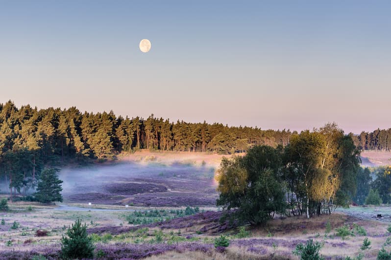 Vollmond in der Fischbeker Heide