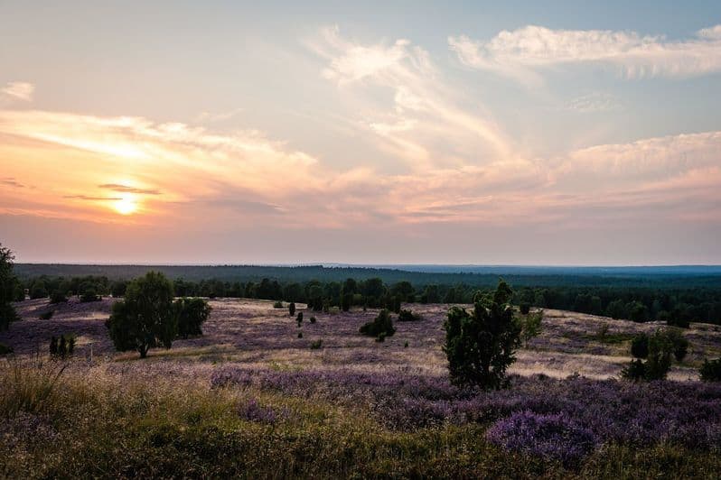 Verzauberte Heidelandschaft bei Vollmond