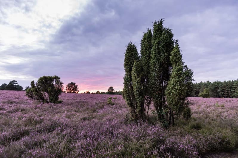 Traumhaft schön - die Heide am Abend