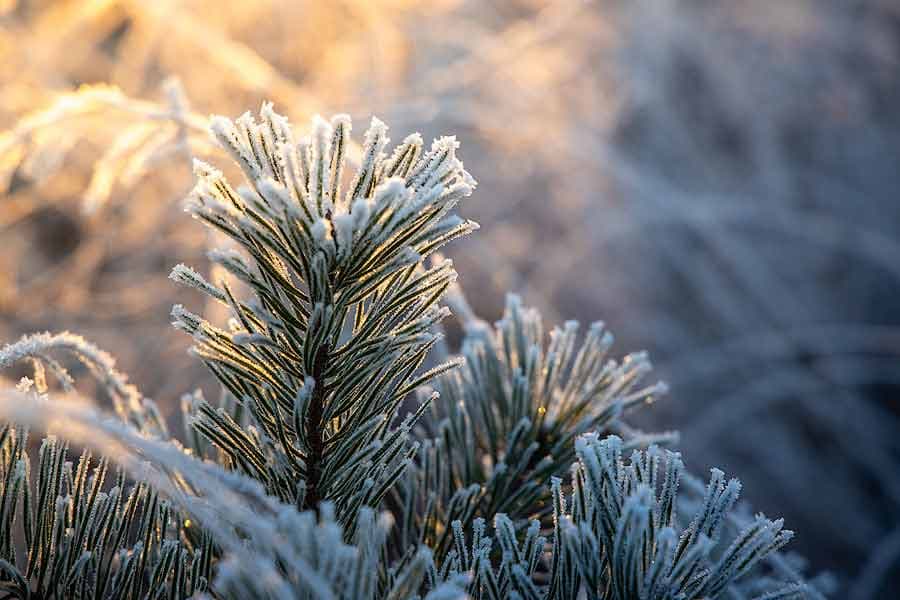 Raureif liegt auf den Pflanzen im Winter. Pietzmoor Schneverdingen
