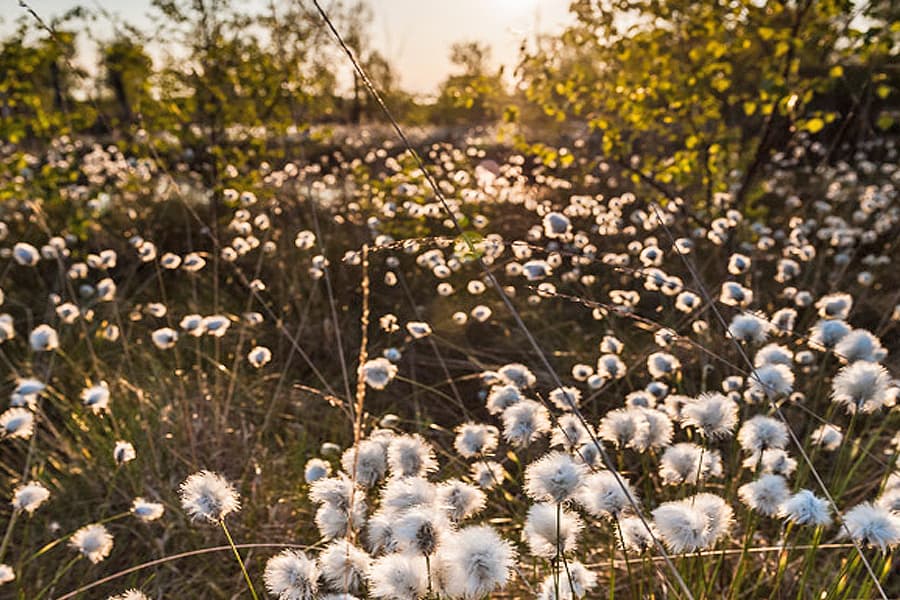 Die wollgrasblüte ist eigentlich der Fruchtstand des Wollgrases