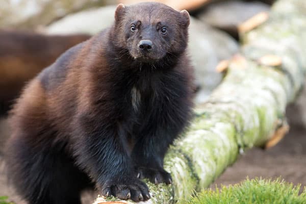 Vielfrasse im Wildpark Lüneburger Heide