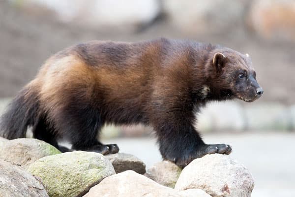 Vielfraß im Wildpark Lüneburger Heide