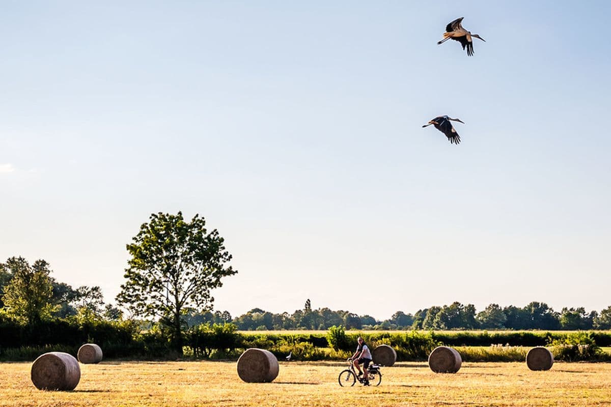 Störche fliegen ein