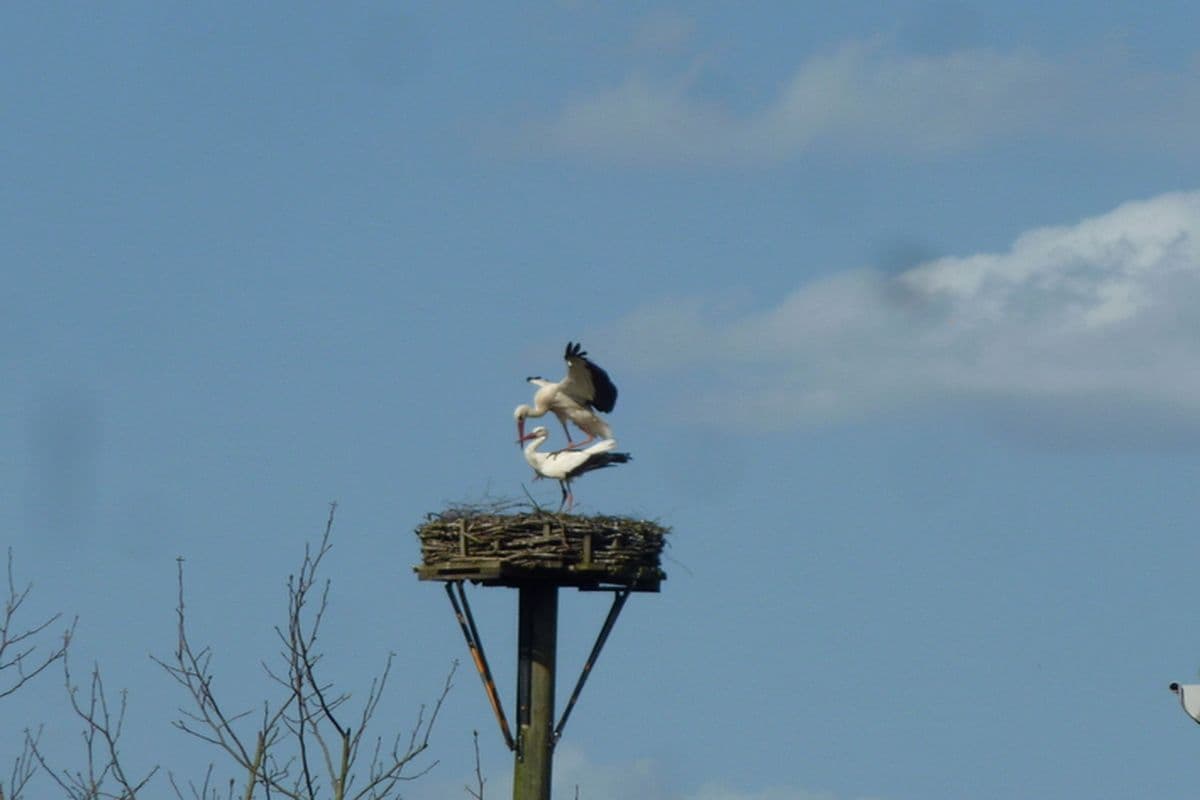 stoerche, lueneburger heide