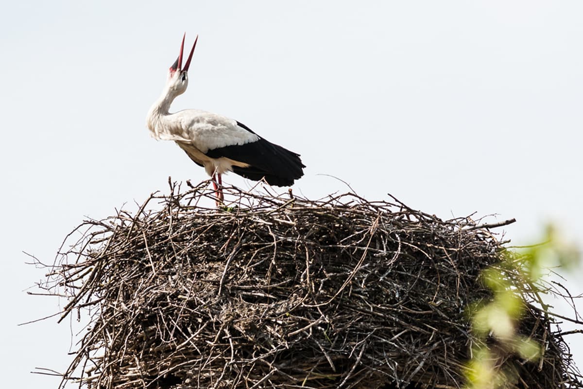 Weisstorch im Nest