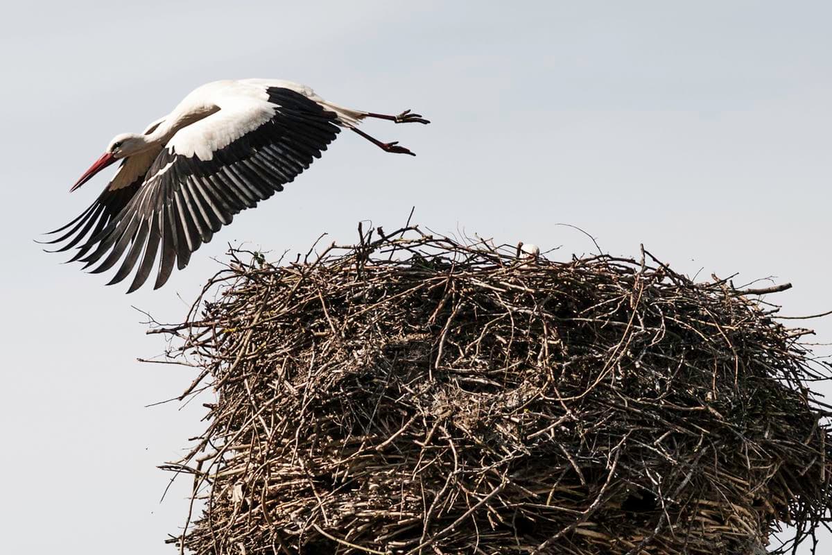 Weisstorch im Flug