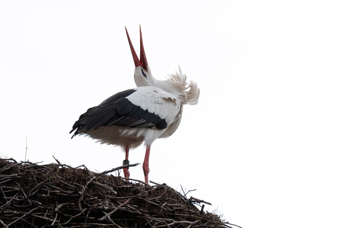 Der Weißstorch 