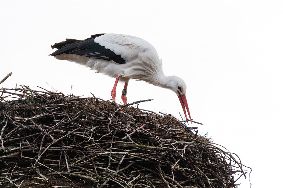 Der Weißstorch pflegt sein Nest