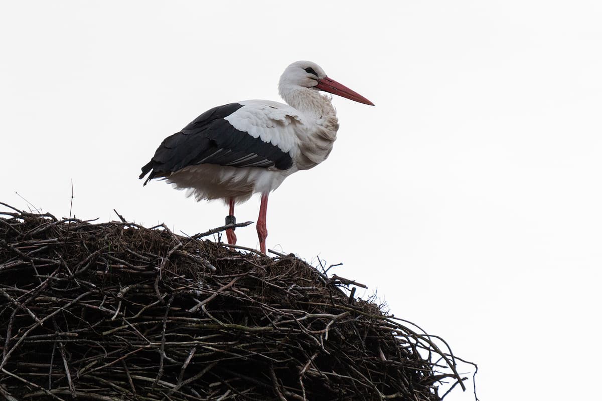 Der Weißstorch in seinem Nest