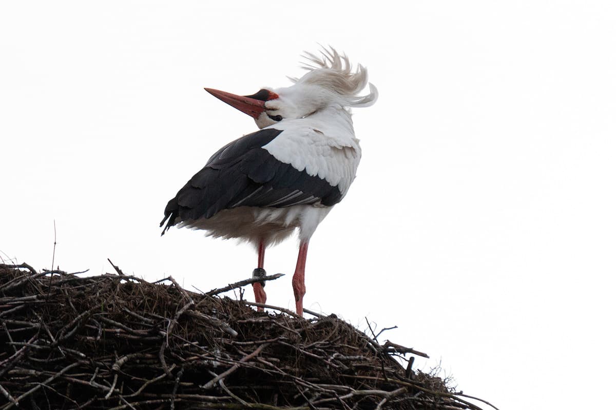 Weißstorch mit zurückgelegtem Kopf