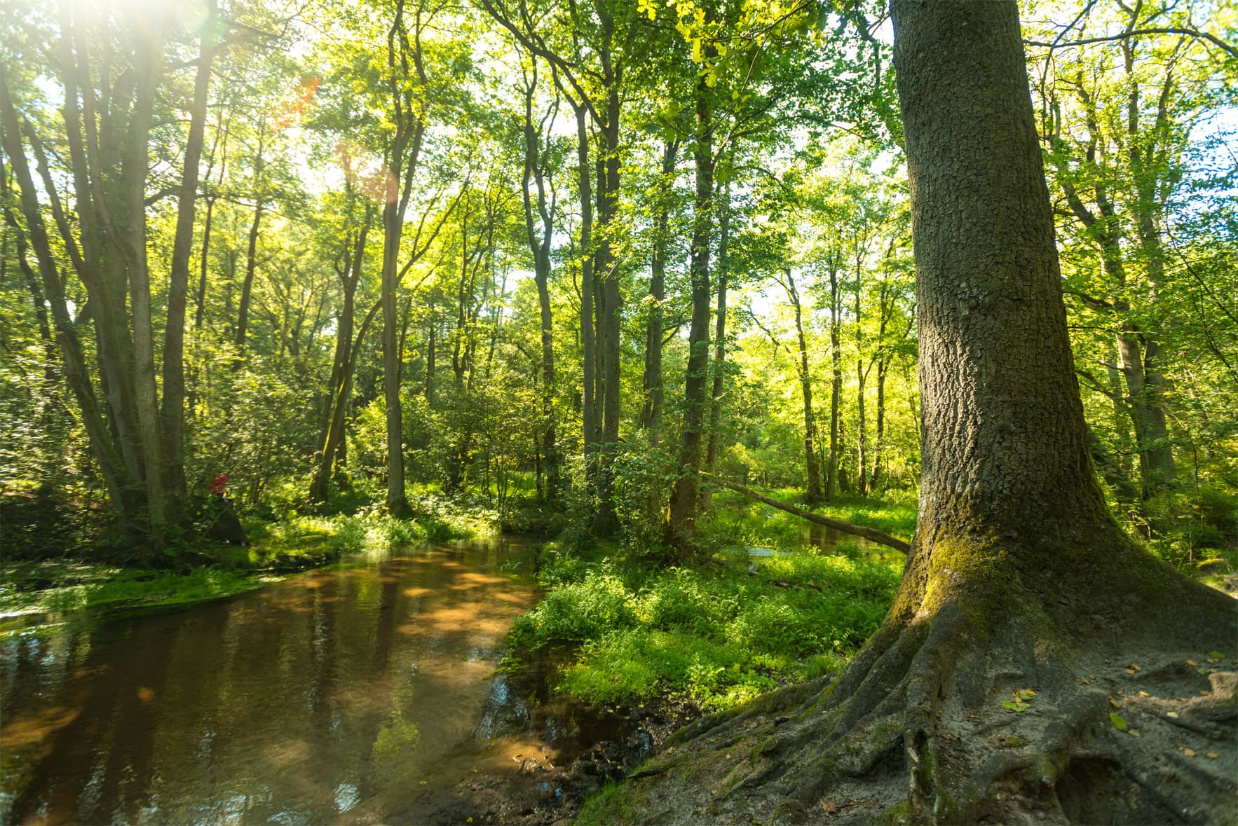Die Seeve, fluss am Heidschnuckenweg, wandern