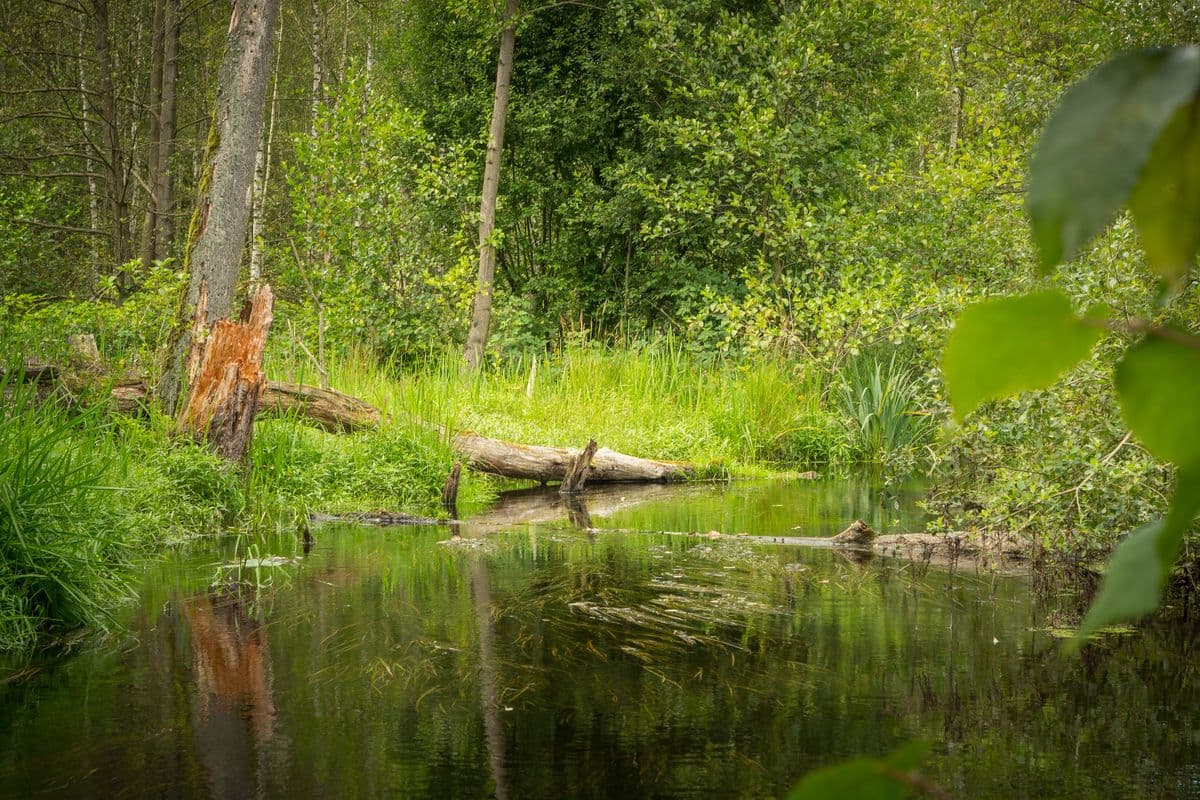 Heidebach Lutter bei Endeholz