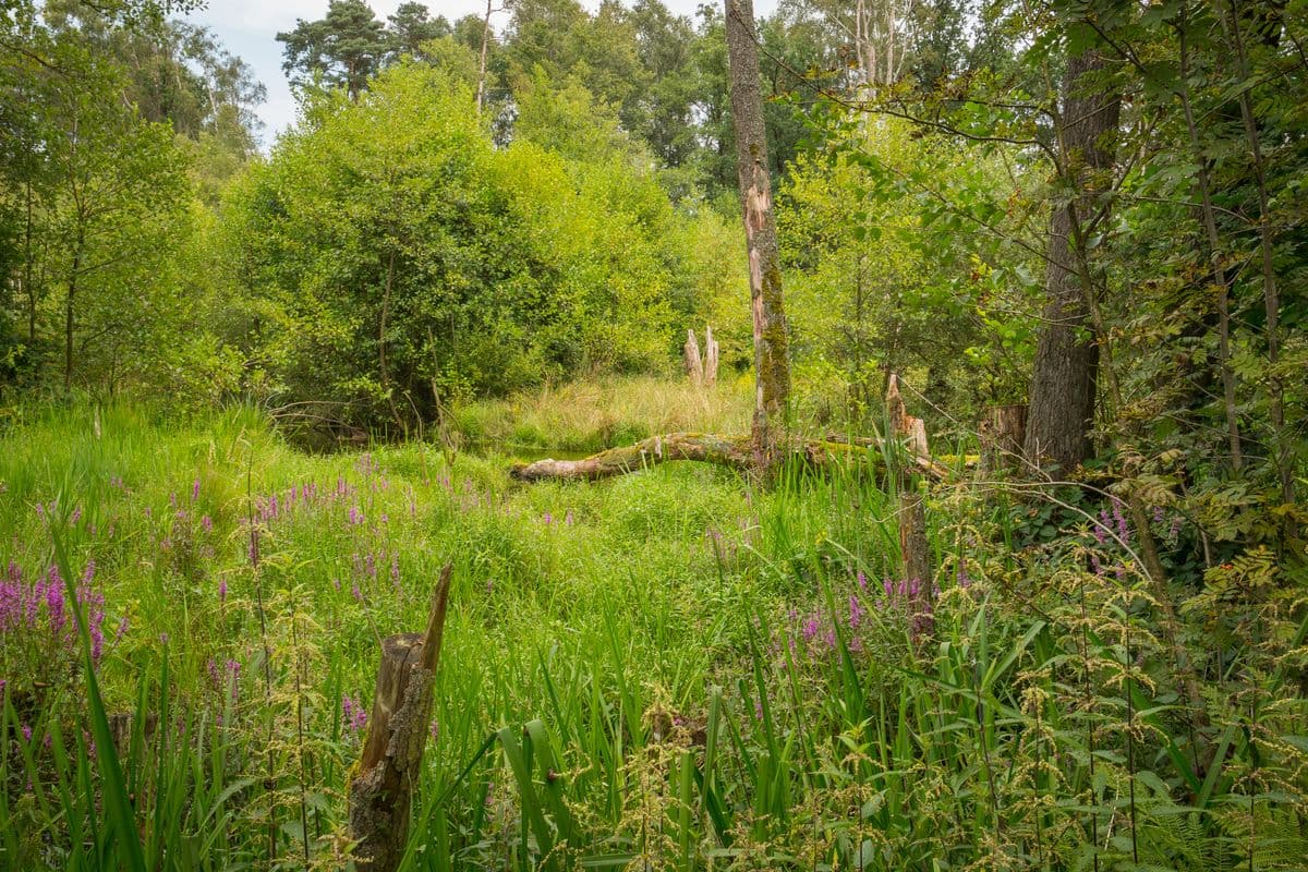 Bruchwald am Lutter-Radweg