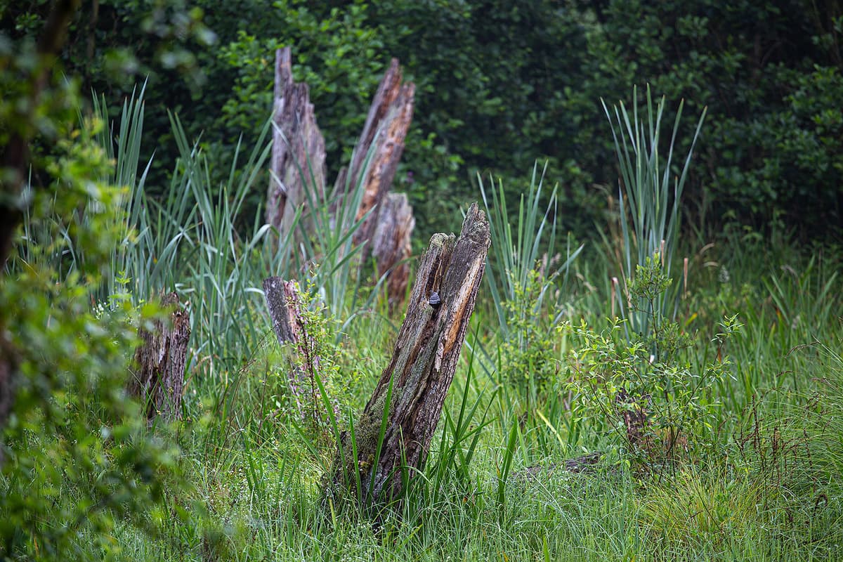 Der Bruchwald an der Lutter