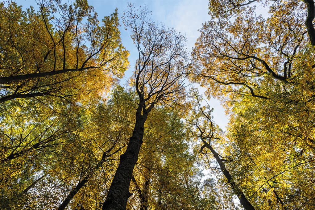 Lüßwald im Naturpark Südheide