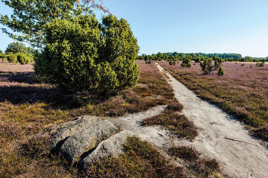 Wacholderwald bei Schmarbeck