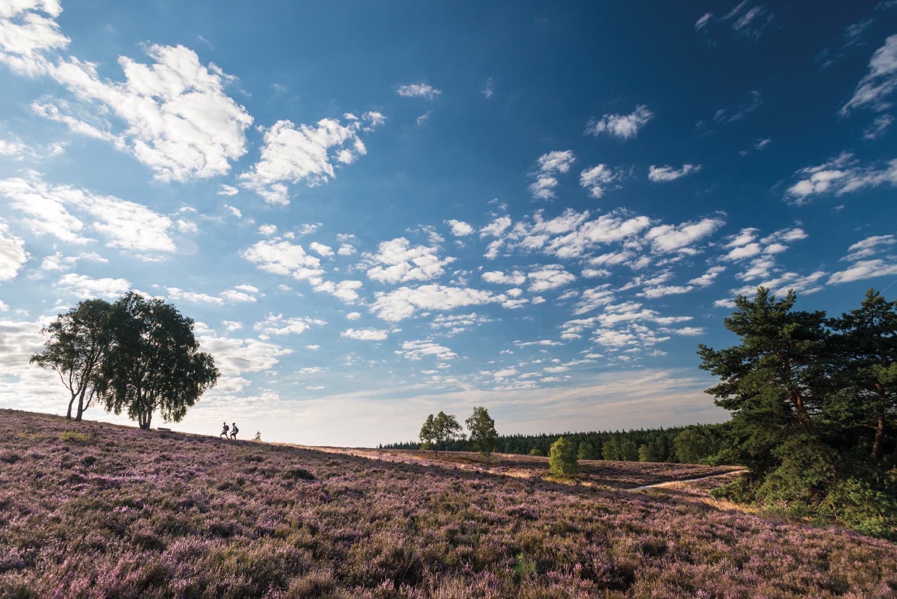 Brunsberg in der Nordheide