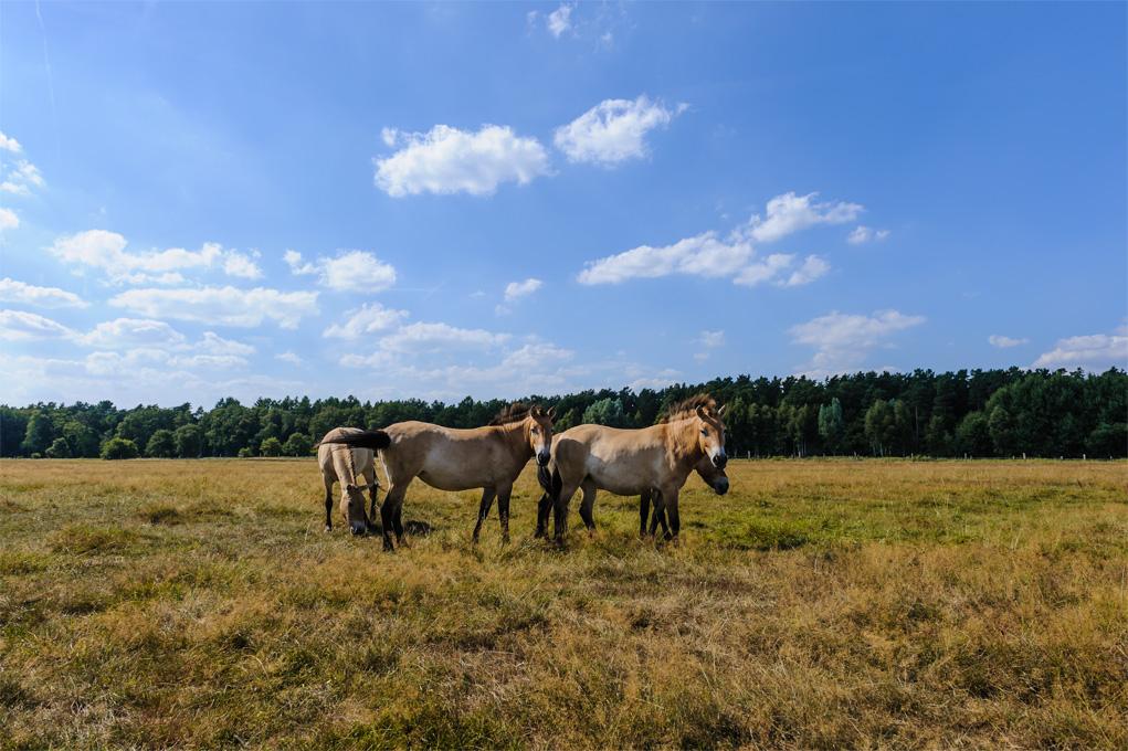 Przewalski-Pferde auf der Hornbosteler Hutweide 