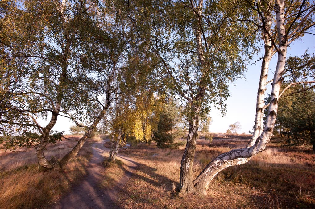 Wanderweg Weseler Heide