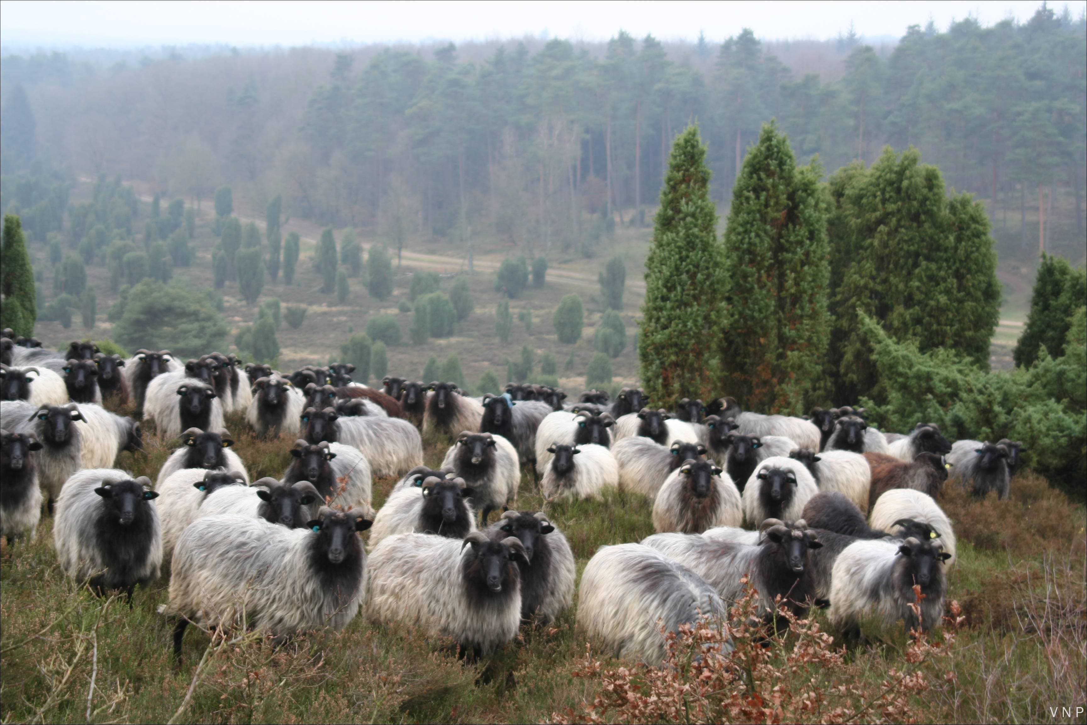 Heidschnucken auf dem Heidschnuckenweg