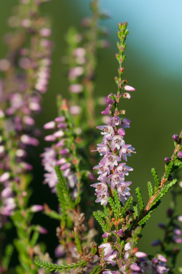 Nahaufnahme Calluna vulgaris